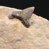 Pseudocorax affinis