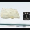 Tectita Vidrio Líbico Libian Glass