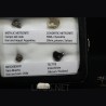 Colección de meteoritos y tectita