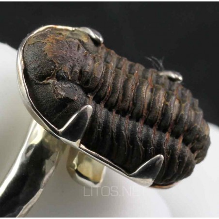 Anillo Trilobite J695