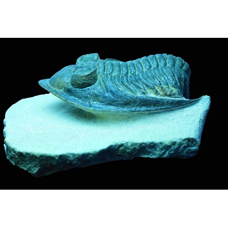 Trilobite odontochile spiny Trilobite odontochile spiny