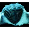 Trilobite odontochile spiny