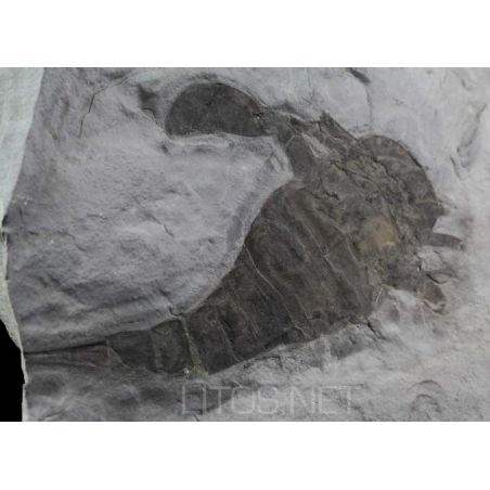 Euripterus remipes Euripterus remipes