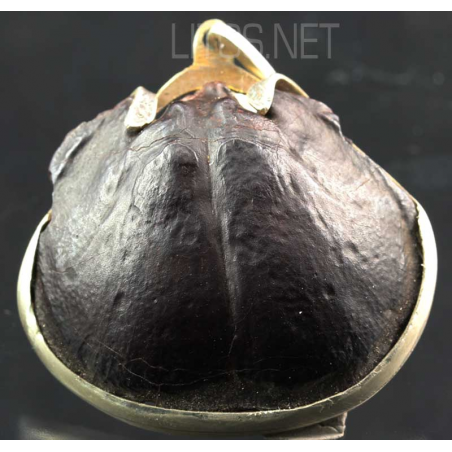 Colgante de braquiópodo Colgante de braquiópodo