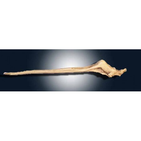 Puñal en cuerno de reno-PALEOANTROPOLOGIA Puñal en cuerno de reno-PALEOANTROPOLOGIA