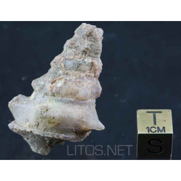 Gasterópodo fósil