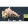 Gasterópodo fósil