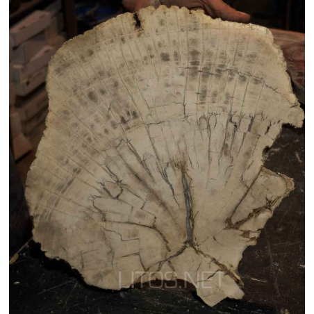 PALMOXYLON PALMOXYLON