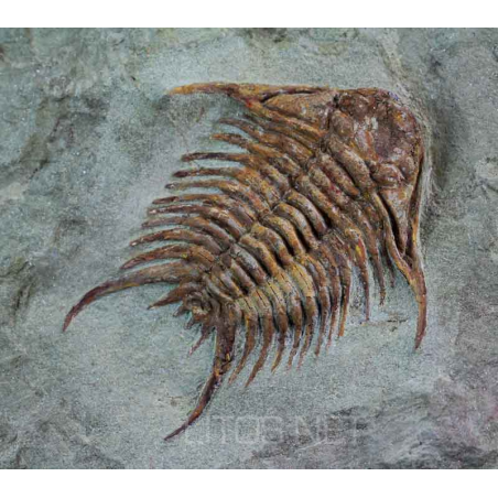 Foulonia Foulonia