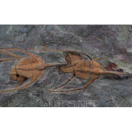 Ampyx cf. priscus Ampyx cf. priscus