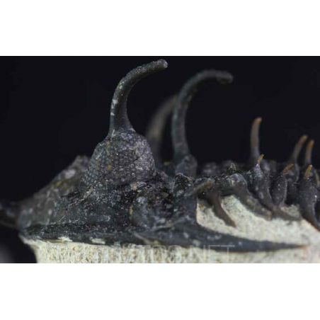 Walliserops trifurcatus Walliserops trifurcatus