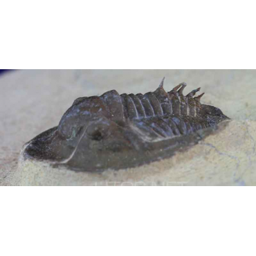 Trilobite ceratarges