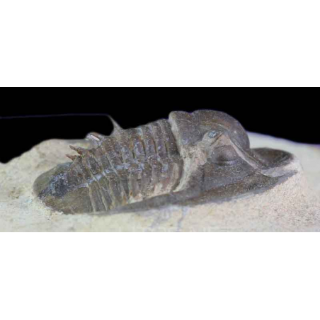 Trilobite ceratarges