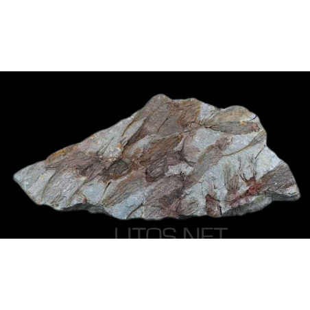 Equinodermo ascocystites Equinodermo ascocystites