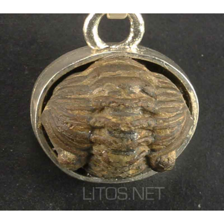 Colgante trilobite