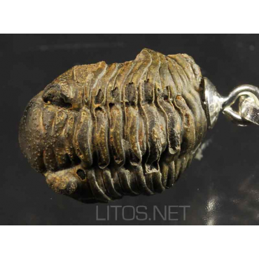 Colgante trilobite