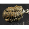 Colgante trilobite