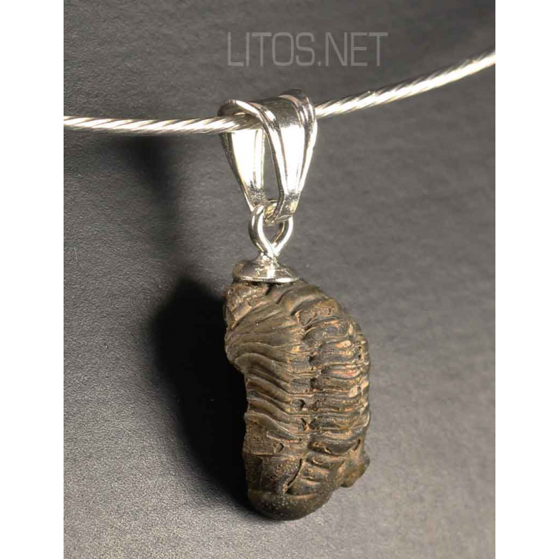 Colgante trilobite