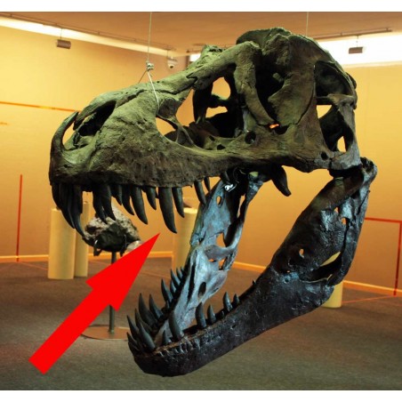 Tyrannosaurus rex Tyrannosaurus rex
