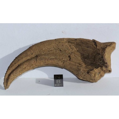 Garra Oviraptor Garra Oviraptor