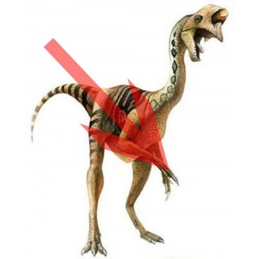 Garra Oviraptor