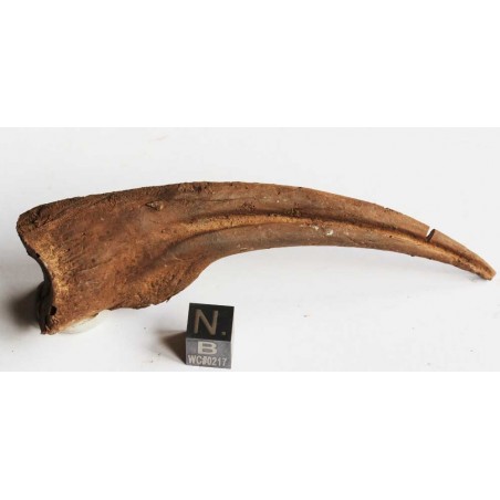 Ornithomimus Ornithomimus