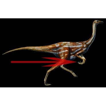 Ornithomimus