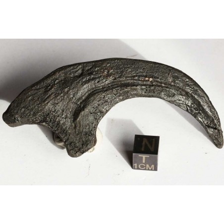 Garra de Deinonychus Garra de Deinonychus