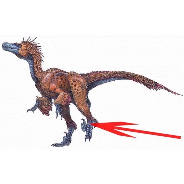 Garra de Deinonychus