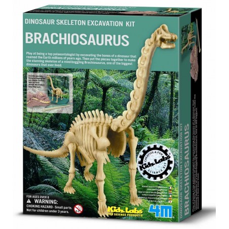 Excavación de dinosaurio braquiosaurus