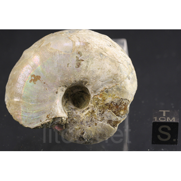 Ammonite eogaudryceras s.p.