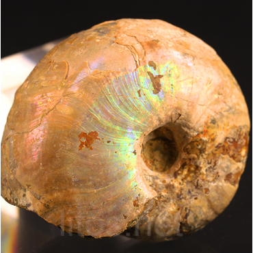 Ammonite eogaudryceras s.p.