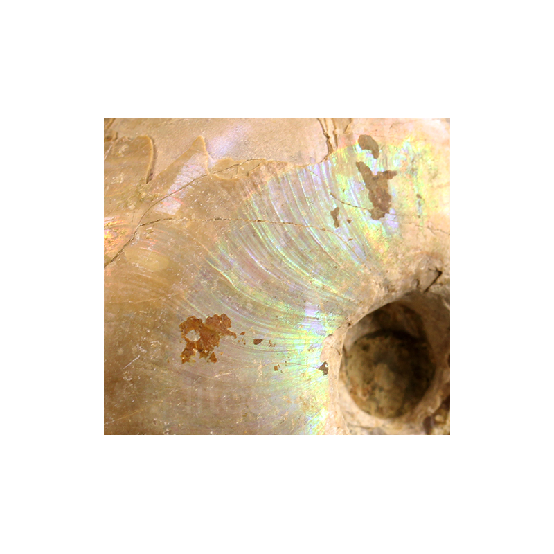 Ammonite eogaudryceras s.p.