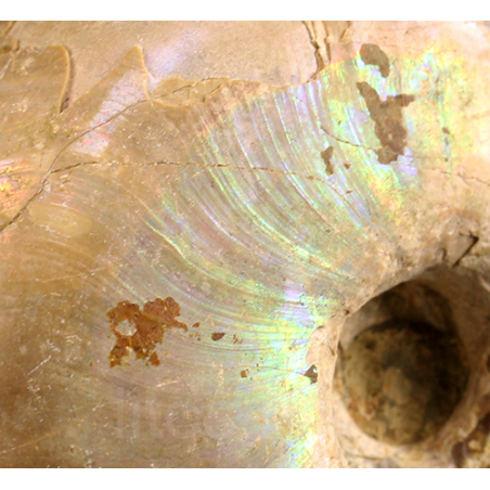 Ammonite eogaudryceras s.p. Ammonite eogaudryceras s.p.