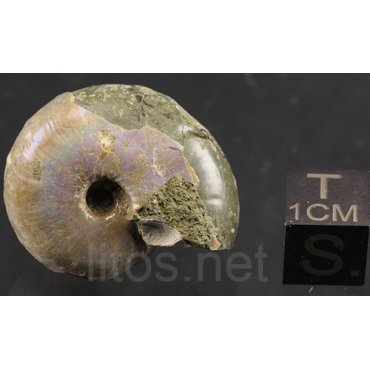 Ammonite puzosia s.p.