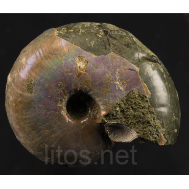 Ammonite puzosia s.p.