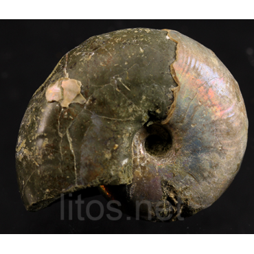 Ammonite puzosia s.p.