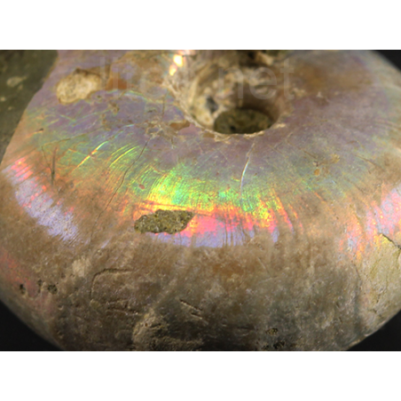 Ammonite puzosia s.p. Ammonite puzosia s.p.