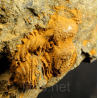 trilobite Solenopleuropsis