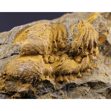 trilobite Solenopleuropsis trilobite Solenopleuropsis