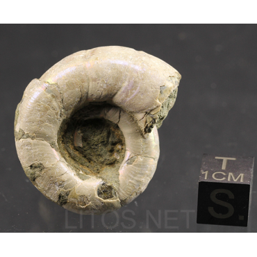 Ammonite eogaudryceras s.p.