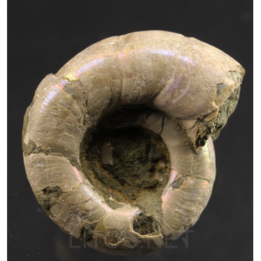 Ammonite eogaudryceras s.p.