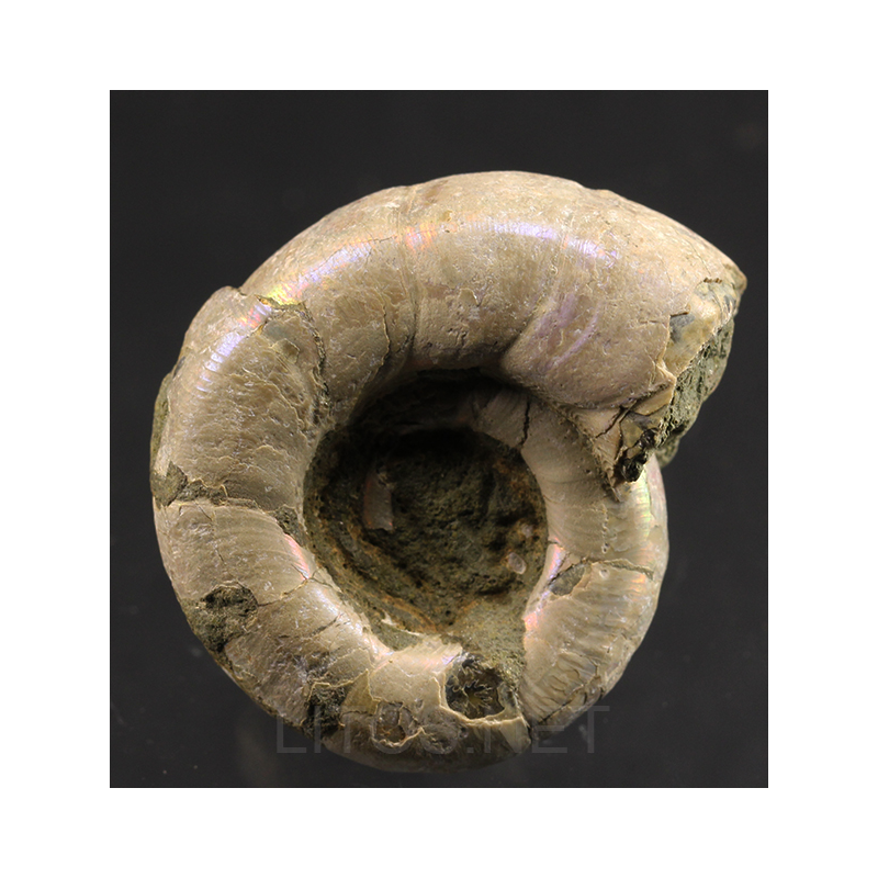 Ammonite eogaudryceras s.p.