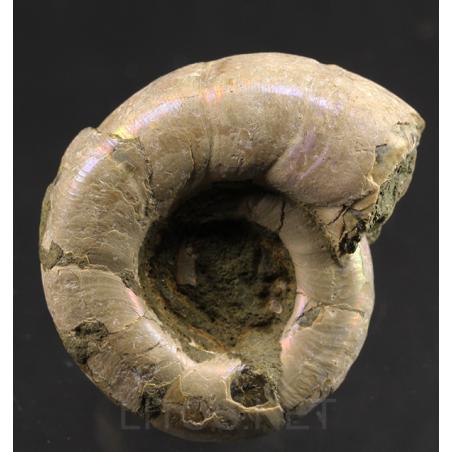 Ammonite eogaudryceras s.p. Ammonite eogaudryceras s.p.