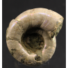 Ammonite eogaudryceras s.p.