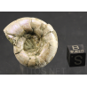 Ammonite eogaudryceras s.p.