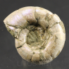 Ammonite eogaudryceras s.p.