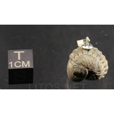 Colgante trilobite