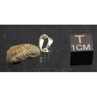 Colgante trilobite