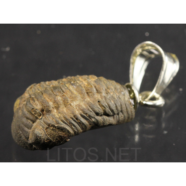 Colgante trilobite